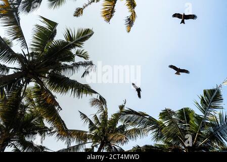 Kleiner Fischadler (Haliaeetus Humilis), Kappil Beach, Varkala, Kerala, Indien Stockfoto