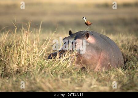 Ein afrikanischer Jacana und Hippo im Chobe National Park, Botswana. Stockfoto