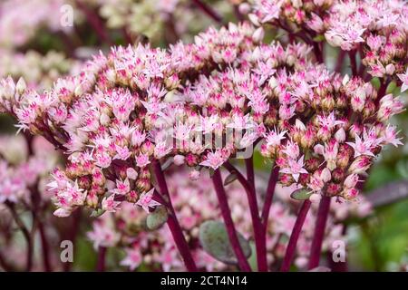 Stonecrop Matrona Hylotephium Matrona Sedum Blume Stockfoto