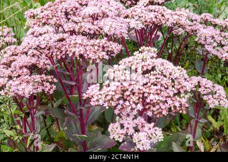 Stonecrop Hylotephium Matrona Sedum Matrona Stockfoto