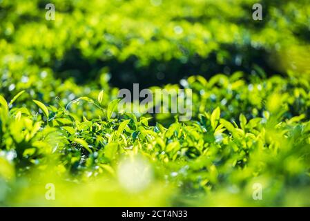 Tropisches grünes Teeblatt und Plantage Nahaufnahme Detail auf den Blättern in der Nähe von Munnar in den Western Ghats Mountains, Kerala, Indien Stockfoto