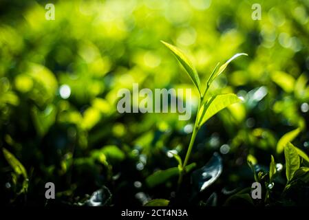 Tropisches grünes Teeblatt und Plantage Nahaufnahme Detail auf den Blättern in der Nähe von Munnar in den Western Ghats Mountains, Kerala, Indien Stockfoto