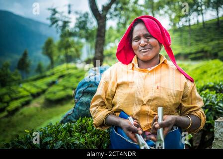 Teepicker pflücken Teeblätter in Teeplantagen in der Berglandschaft bei Munnar, Western Ghats Mountains, Kerala, Indien Stockfoto