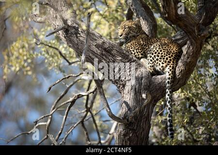 Eine Leopardin patrouilliert ihr Territorium im Chobe National Park, Kasane, Botswana. Stockfoto