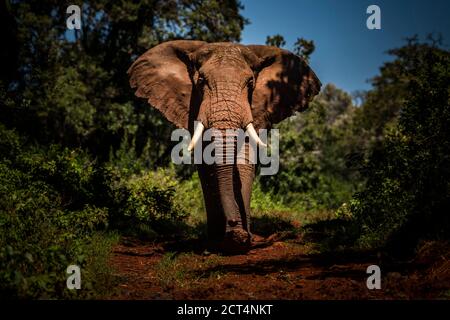 Porträt eines großen afrikanischen Elefanten (Loxodonta africana) auf einer Safari in Afrika im Aberdare National Park, Kenia Stockfoto