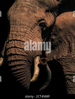 Porträt eines afrikanischen Elefanten (Loxodonta africana) auf einer Safari-Reise in Afrika im Aberdare National Park, Kenia Stockfoto