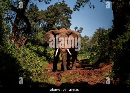 African Elephant (Loxodonta africana) im Aberdare National Park, Kenia Stockfoto