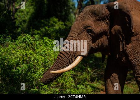 African Elephant (Loxodonta africana) im Aberdare National Park, Kenia Stockfoto