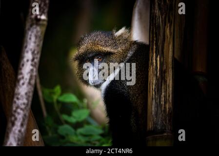 Sykes Monkey (Cercopithecus albogularis aka White-Throated oder Samango Monkey) im Aberdare National Park, Kenia Stockfoto
