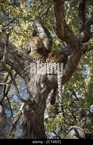 Ein Leopard in seinem Gebiet des Chobe National Park, Kasane, Botswana Stockfoto