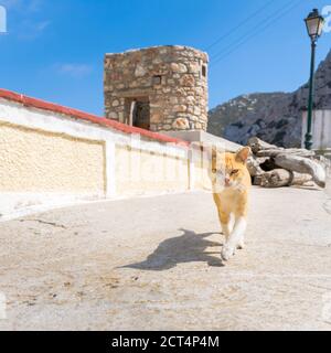 Ginger Stray Cat Walking on a Street in Greece, Olympos, Karpathos Island Stockfoto