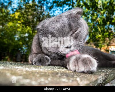Scottish Fold Katze leckt seine Pfote mit seiner Zunge. Grauer Schottischer Falz. Britische Katzenrasse. Kätzchen mit geschlossenen Augen. Haustiere. Raubtiere der Kätzchen-Familie. Stockfoto
