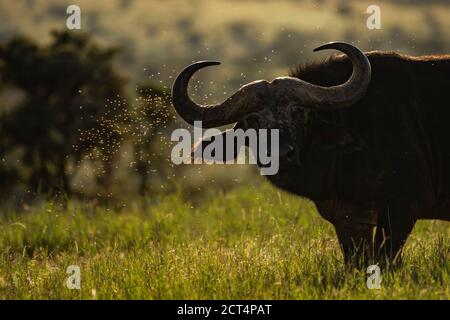 African Buffalo (Syncerus Caffer aka Cape Buffalo) auf der El Karama Ranch, Laikipia County, Kenia Stockfoto