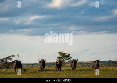 African Buffalo (Syncerus Caffer aka Cape Buffalo) gesehen auf african Wildlife Safari Urlaub in einem Nationalpark in Kenia, Afrika Stockfoto