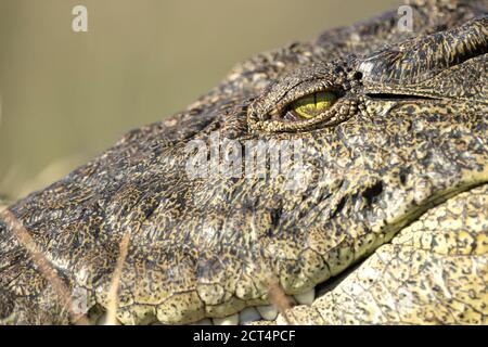 Filigrane Details einer Krokodilsonne beim Backen im Chobe National Park, Botswana. Stockfoto