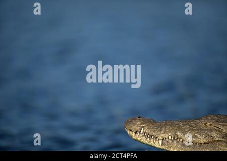 Filigrane Details einer Krokodilsonne beim Backen im Chobe National Park, Botswana. Stockfoto