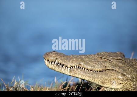 Filigrane Details einer Krokodilsonne beim Backen im Chobe National Park, Botswana. Stockfoto