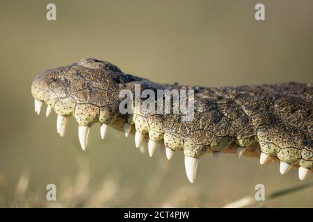 Filigrane Details einer Krokodilsonne beim Backen im Chobe National Park, Botswana. Stockfoto