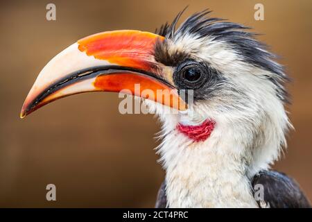 Rotschnabel-Hornbill (Tokus) auf der El Karama Ranch, Laikipia County, Kenia Stockfoto