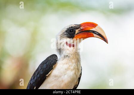 Rotschnabel-Hornbill (Tokus) auf der El Karama Ranch, Laikipia County, Kenia Stockfoto