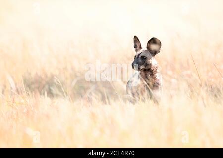 Ein afrikanischer Wildhund im langen Gras Stockfoto