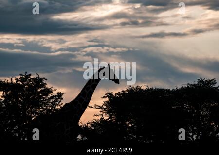 Netzgiraffe (Giraffa reticulata) auf der El Karama Ranch, Laikipia County, Kenia Stockfoto