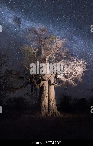 Ein großer Baobab ist beleuchtet, wie er unter der blauen Milchstraße steht. Stockfoto