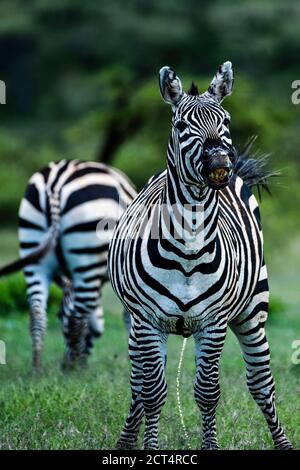 Zebra (Equus quagga) auf der El Karama Ranch, Laikipia County, Kenia Stockfoto