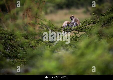 Vervet Monkey (Chlorocebus pygerythrus) auf der El Karama Ranch, Laikipia County, Kenia Stockfoto