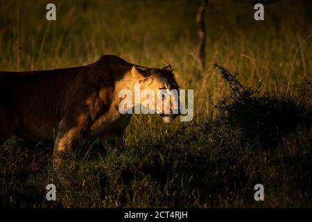 Löwe (Panthera leo, weibliche Löwin) auf afrikanischen Safari-Urlaub in einem Nationalpark in Kenia, Afrika gesehen Stockfoto