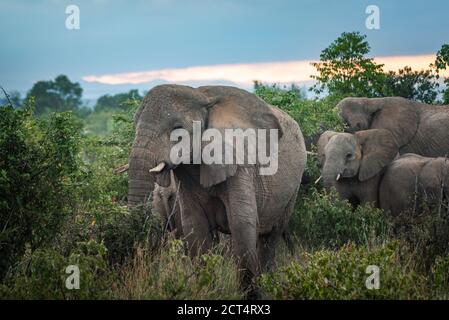 Afrikanischer Elefant (Loxodonta africana) auf der Sosian Ranch, Laikipia County, Kenia Stockfoto