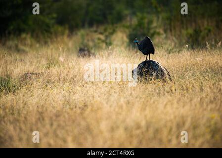 Behelmte Guineafowl (Numida meleagris) auf der Sosian Ranch, Laikipia County, Kenia Stockfoto