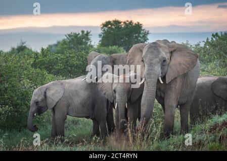 Herde des afrikanischen Elefanten (Loxodonta africana) auf Sosian Ranch bei Sonnenuntergang, Laikipia County, Kenia Stockfoto