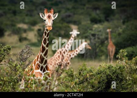 Netzgiraffe (Giraffa camelopardalis reticulata) auf der Sosian Ranch, Laikipia County, Kenia Stockfoto