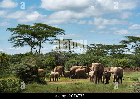 Herde des afrikanischen Elefanten (Loxodonta africana) auf der Sosian Ranch, Laikipia County, Kenia Stockfoto