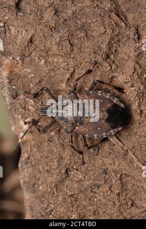 Brauner marmorierter Stinkbug, Halyomorpha halys, Satara, Maharashtra, Indien Stockfoto