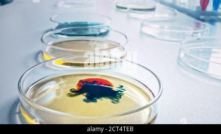Mikrobiologie-Labor: Petrischalen mit verschiedenen Bakterienproben, Pipettentropfen Flüssigkeit. Konzept der pharmazeutischen Forschung für Antibiotika Stockfoto