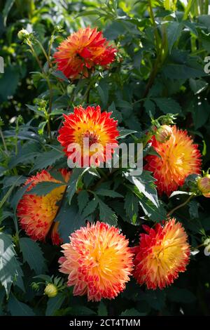 Gelb rot Dahlia Sorte Poga blüht in einem Garten Stockfoto