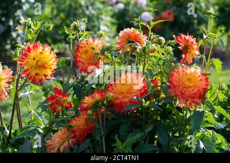 Gelb rot Dahlia Sorte Poga blüht in einem Garten Stockfoto