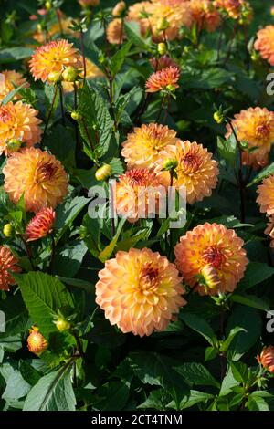 Gelb rot Dahlia Sorte Poga blüht in einem Garten Stockfoto
