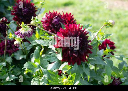 Dunkelrote Dahlia Sorte Rip City blüht in einem Garten Stockfoto