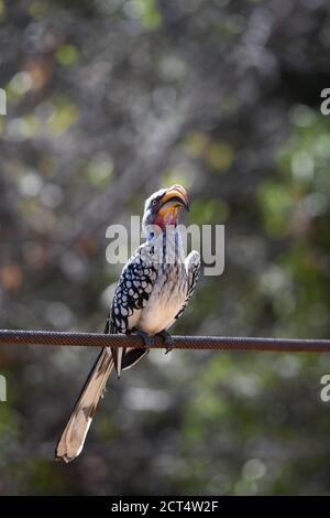 Südlicher Gelbschnabelhornvogel. Pilanesberg National Park, Südafrika Stockfoto