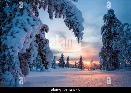 Wunderschöne Winterlandschaft mit schneebedeckten Bäumen und dramatischen Sonnenuntergängen, Lappland, Pallas-Yllästunturi Nationalpark, Finnland Stockfoto