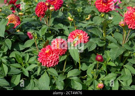 Rosa Dahlia Sorte Emilio blüht in einem Garten Stockfoto
