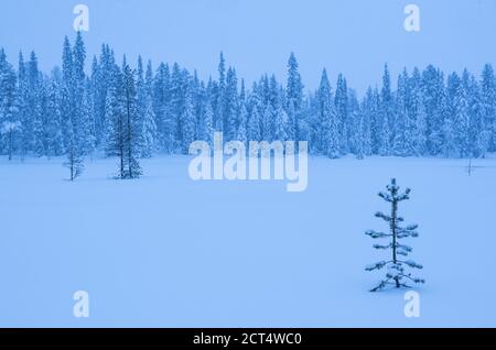 Schneebedeckter Wald, Bäume und Winterlandschaft und Landschaft, Lappland, Pallas-Yllästunturi Nationalpark, Finnland Stockfoto