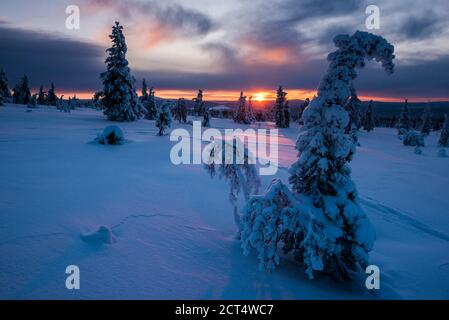 Wunderschöne Winterlandschaft mit schneebedeckten Bäumen und dramatischen Sonnenuntergängen, Lappland, Pallas-Yllästunturi Nationalpark, Finnland Stockfoto