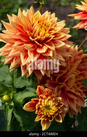 Orange Dahlia Variety Swan's Sonnenuntergang blüht in einem Garten Stockfoto