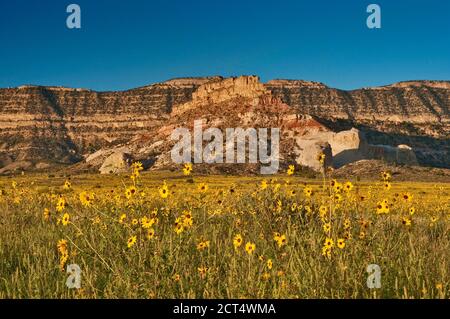 Sonnenblumen am Fiftymile Bench, Straight Cliffs in der Ferne, Grand Staircase Escalante National Monument, Colorado Plateau, Utah, USA Stockfoto