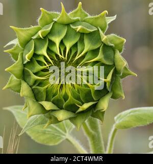Einzelner ungeöffneter Sonnenblumenkopf in grün Stockfoto