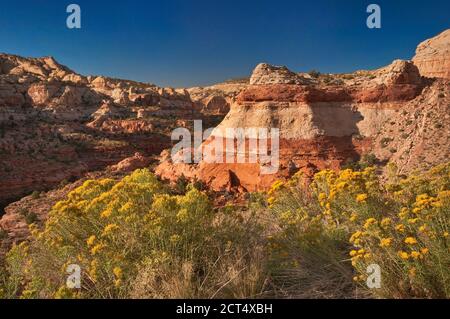 Blühende Rabbitbrush und Felsen in Calf Creek Campground Area, Grand Staircase Escalante National Monument, Colorado Plateau, Utah, USA Stockfoto